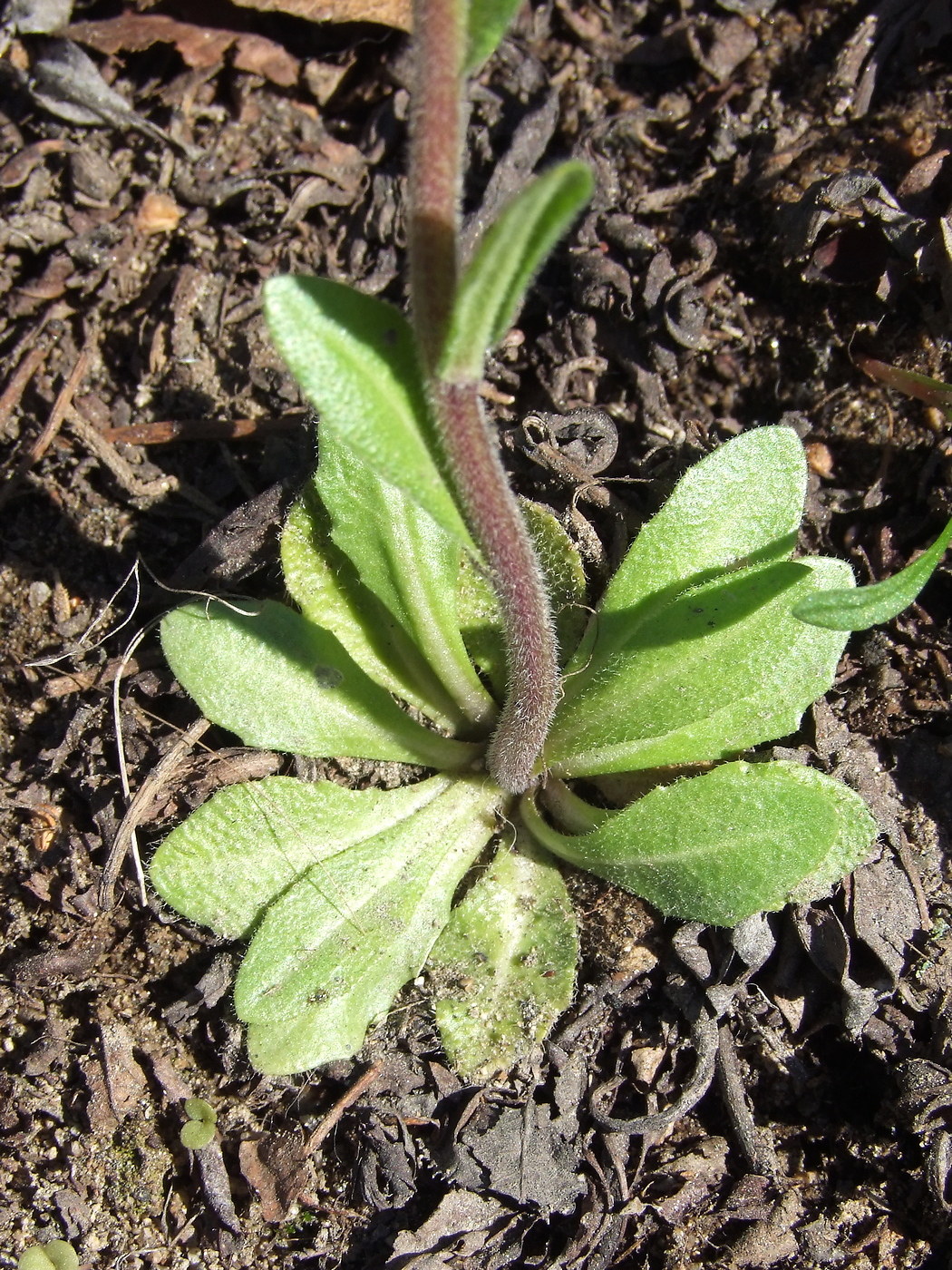 Изображение особи Arabis sagittata.