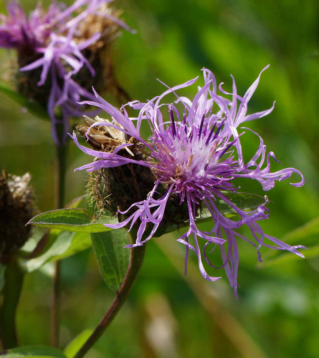 Image of Centaurea phrygia specimen.