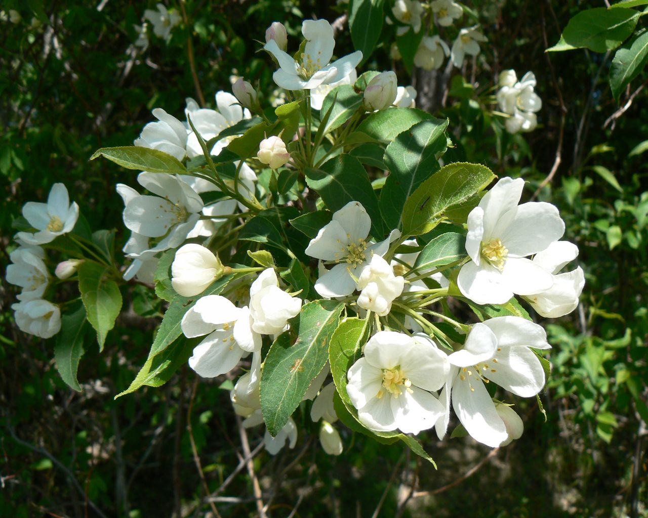 Image of genus Pyrus specimen.