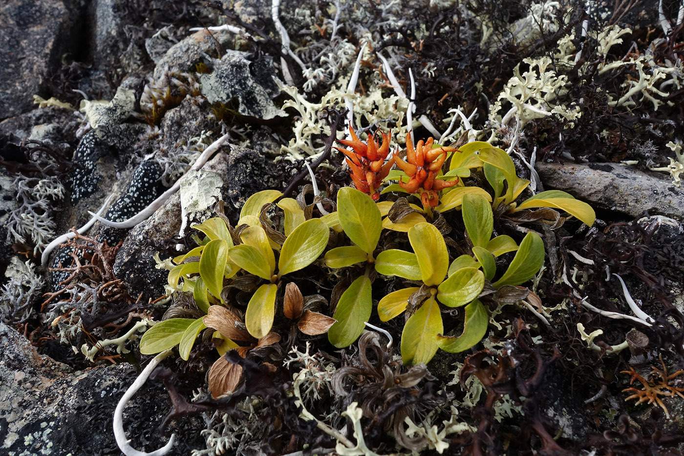 Image of Salix phlebophylla specimen.