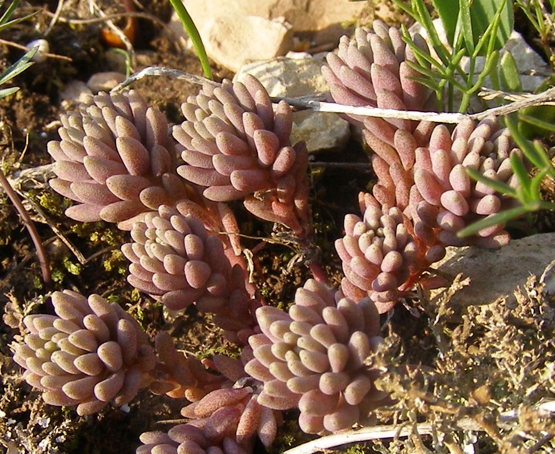 Изображение особи Sedum hispanicum.