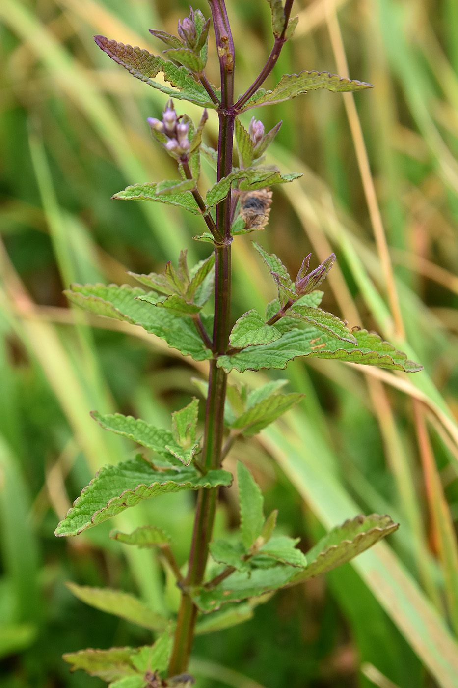 Изображение особи Nepeta nuda.