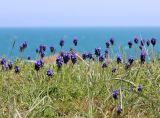 Muscari neglectum. Цветущие растения. Крым, Карадагский заповедник, приморская остепнённая терраса. 21 апреля 2021 г.