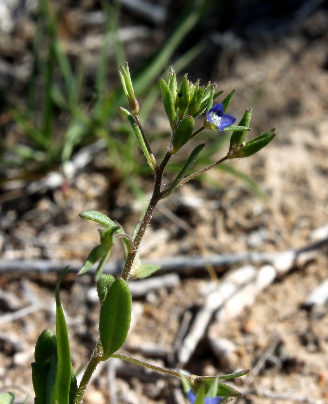 Image of Veronica campylopoda specimen.