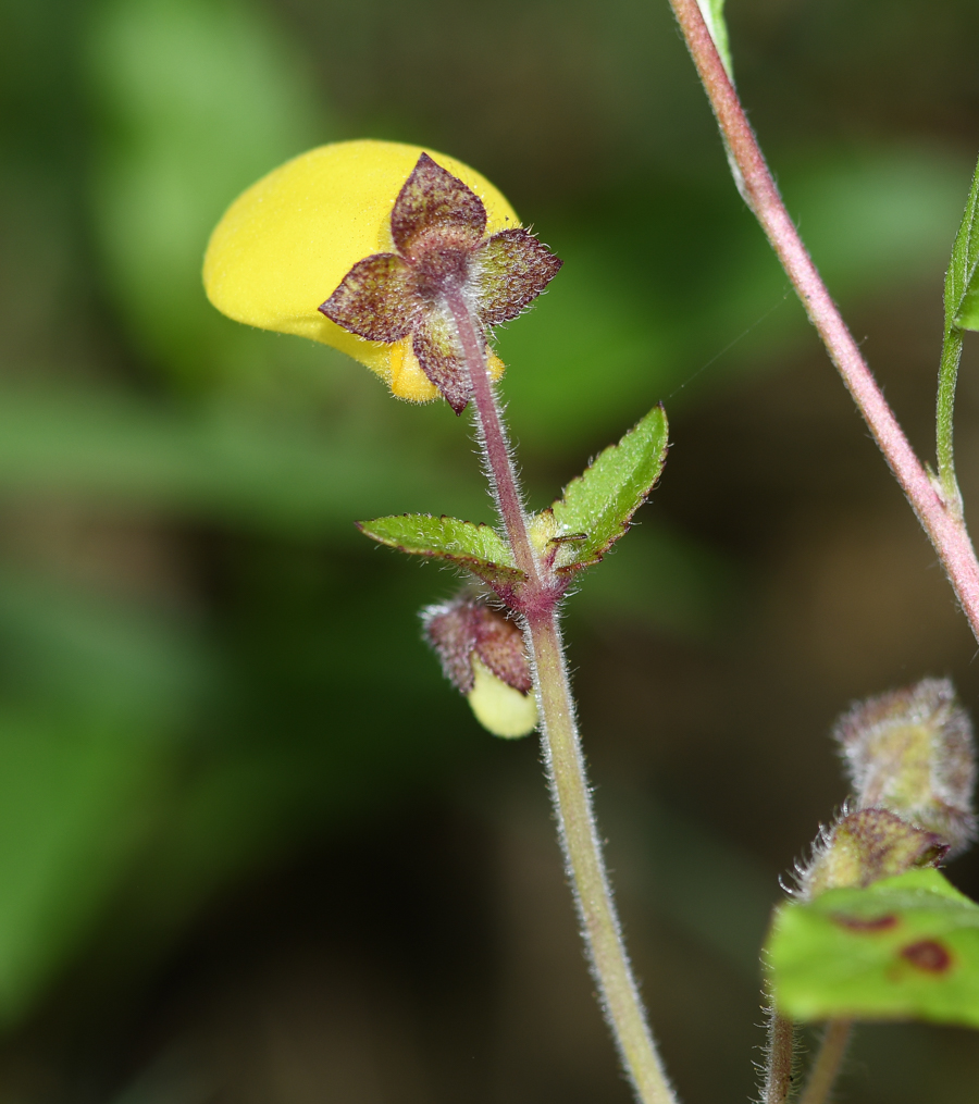 Изображение особи род Calceolaria.