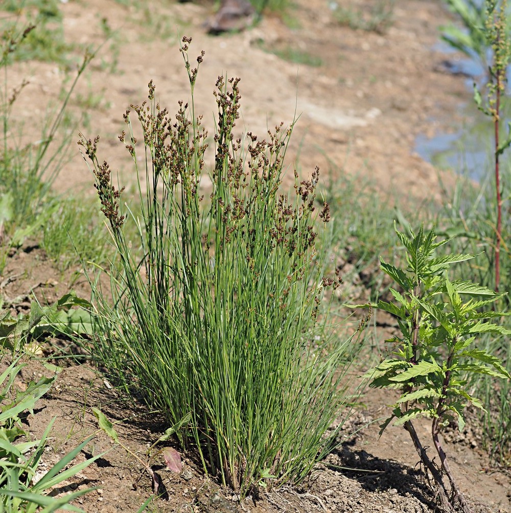 Image of Juncus compressus specimen.