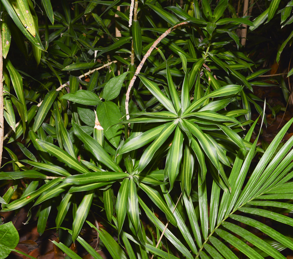 Image of Dracaena reflexa specimen.