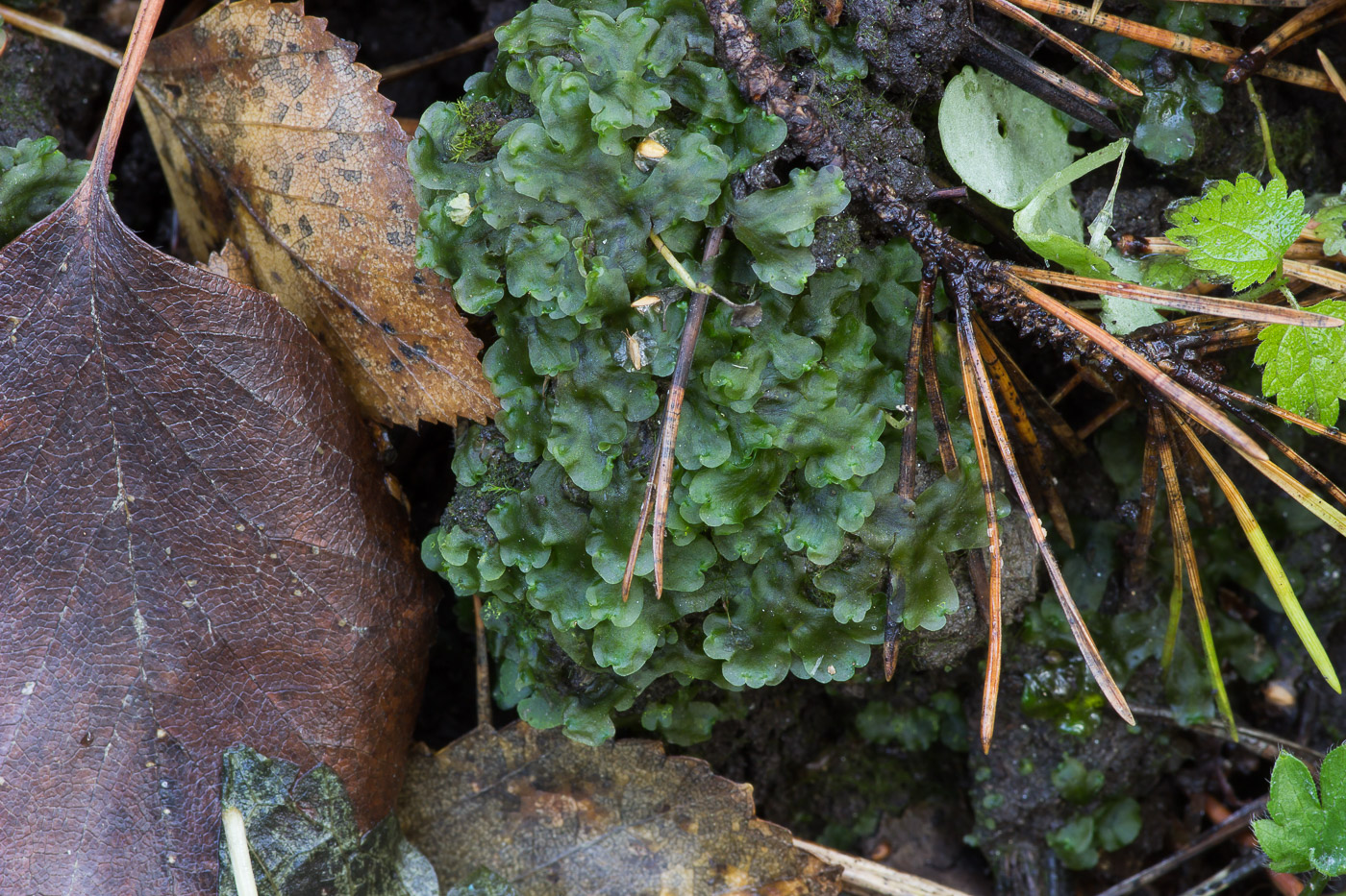 Image of genus Pellia specimen.