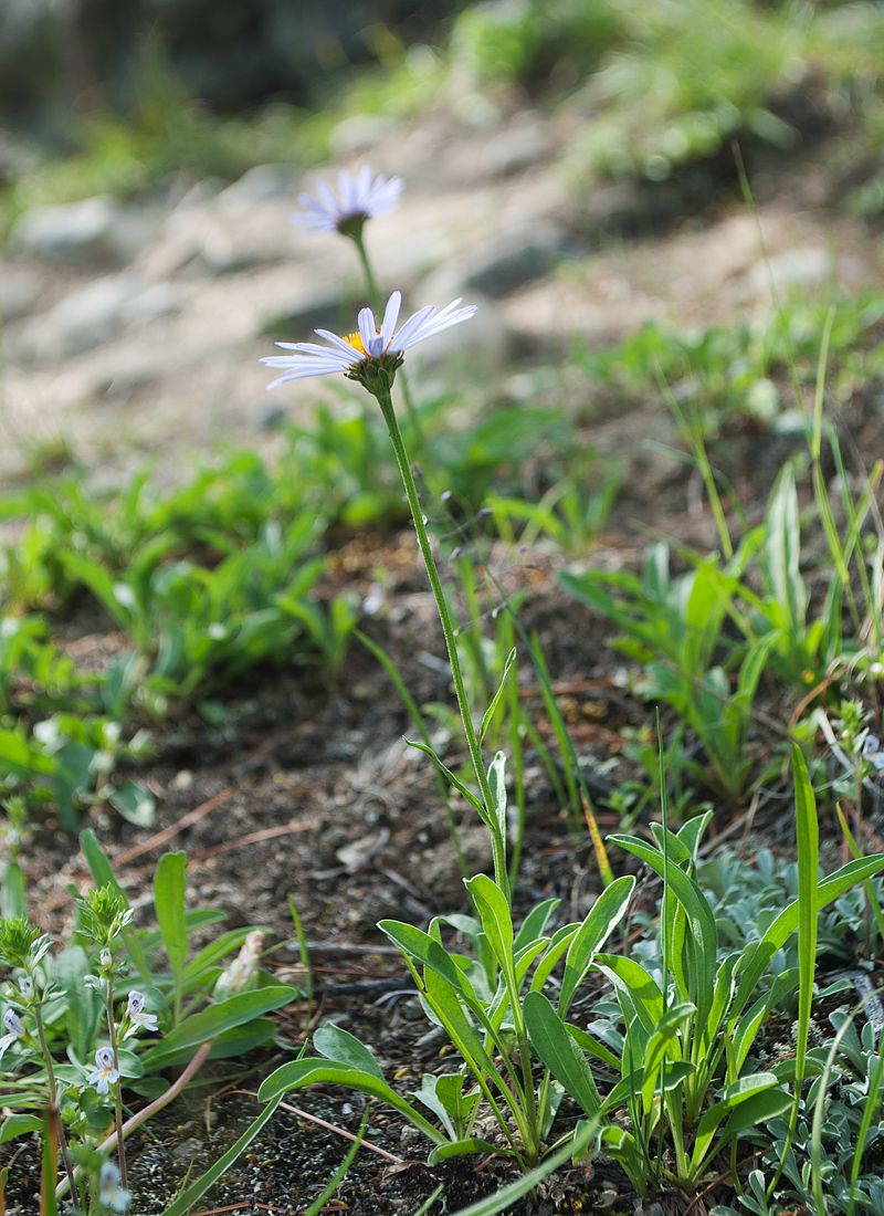 Image of Aster alpinus specimen.