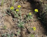 Alyssum lenense. Цветущее растение. Иркутская обл., Иркутский р-н, окр. дер. Жердовка, склон сопки. 14.05.2021.