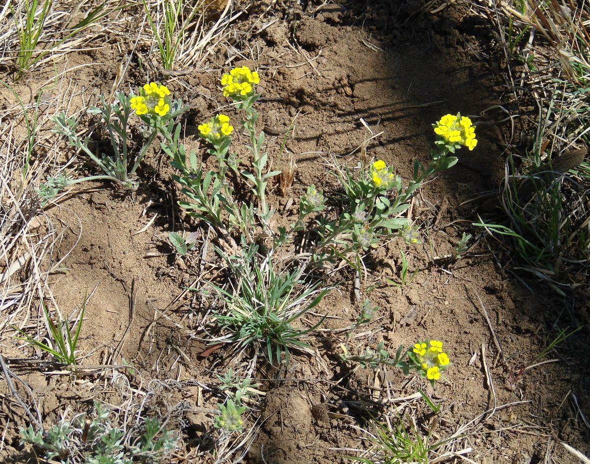 Image of Alyssum lenense specimen.