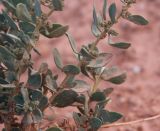 Chenopodium frutescens