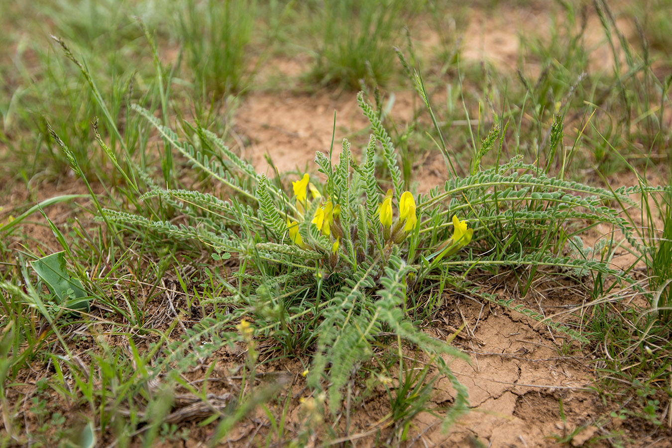 Изображение особи Astragalus henningii.