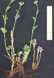 Phelipanche nana. Извлечённые из земли растения с растением-хозяином (Potentilla sp.). Дагестан, Дербентский р-н, 3 км ЮЗ с. Геджух, луговая степь, среди кустарников. 6 мая 2022 г.