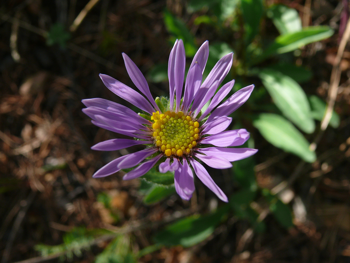 Image of genus Aster specimen.