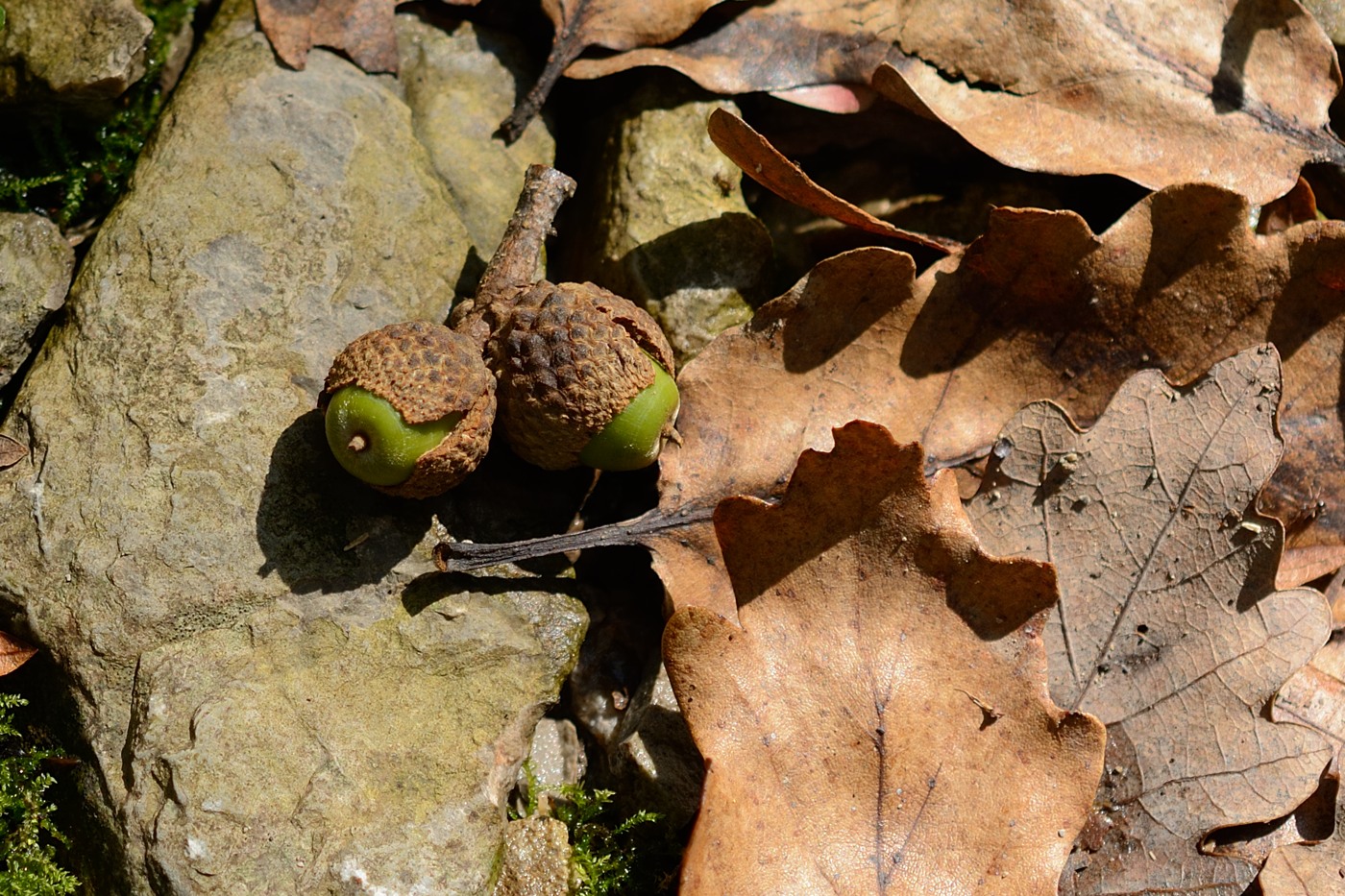 Image of Quercus petraea specimen.