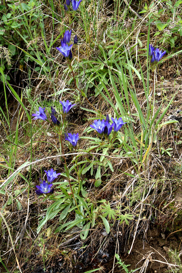 Image of Gentiana olivieri specimen.