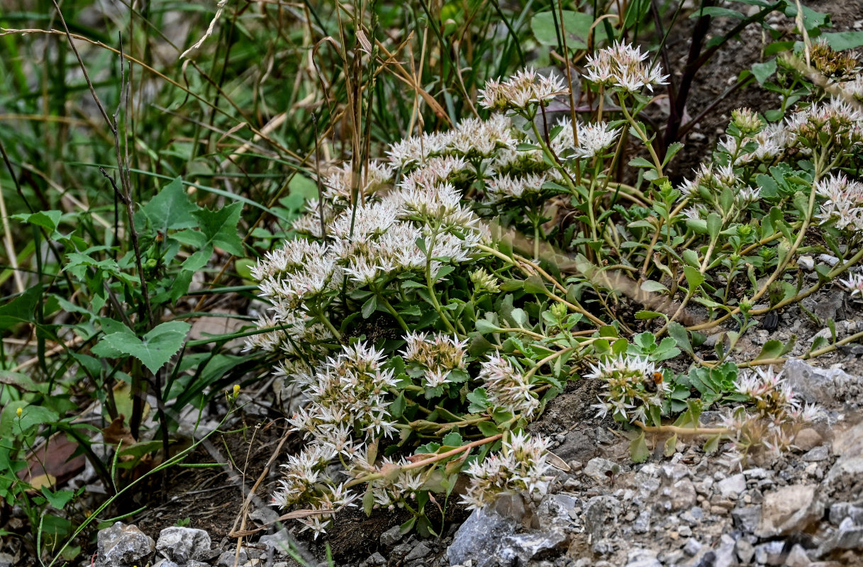 Изображение особи Sedum oppositifolium.