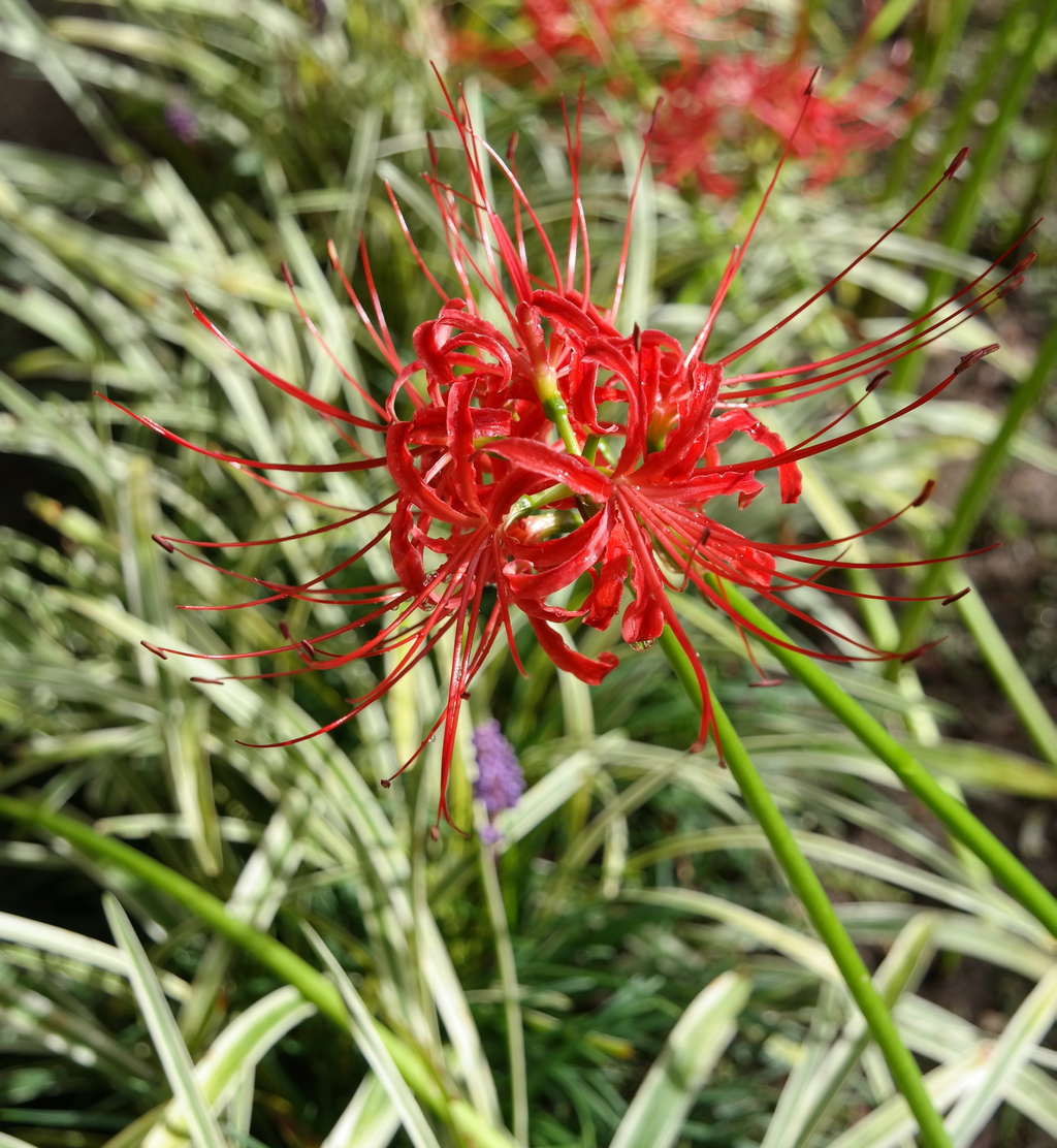 Изображение особи Lycoris radiata.