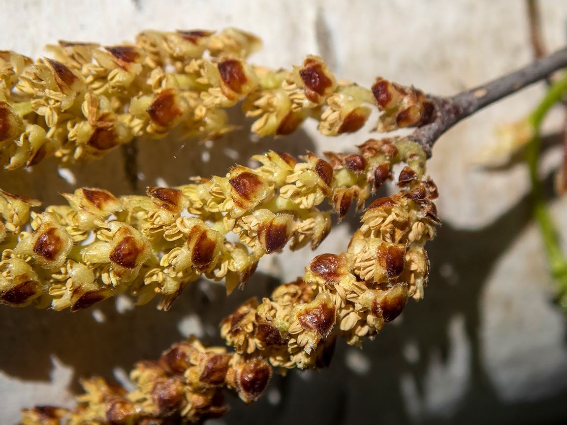 Изображение особи Betula pendula.