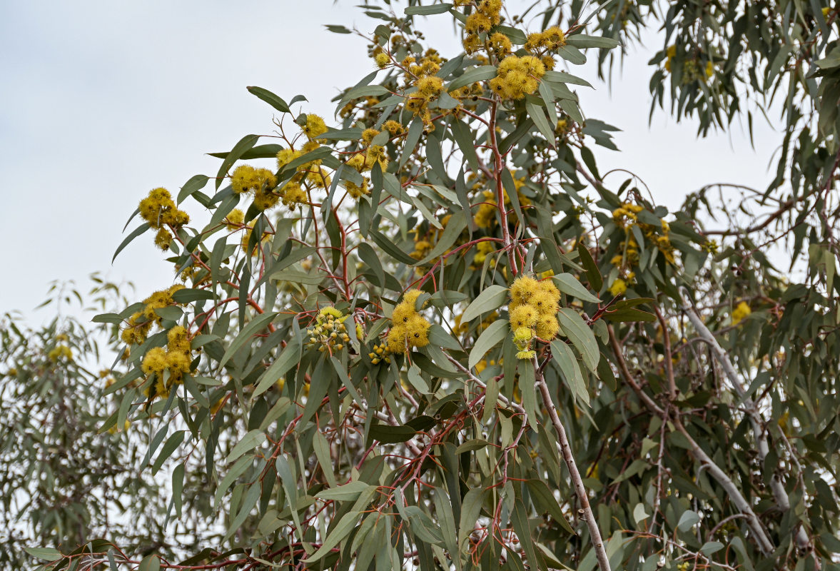 Image of genus Eucalyptus specimen.