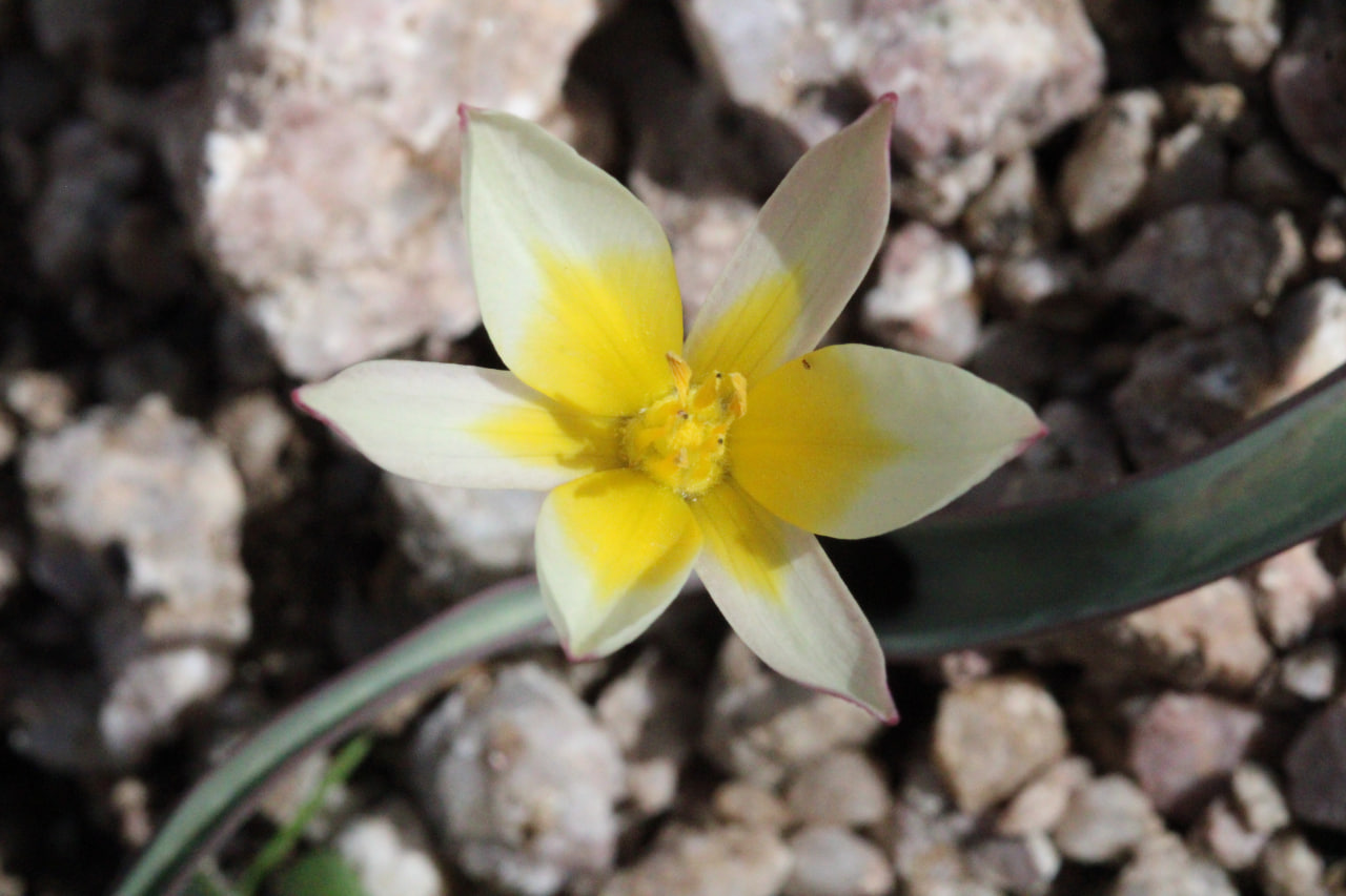 Image of Tulipa turkestanica specimen.