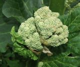 Смотреть изображение Rheum rhabarbarum