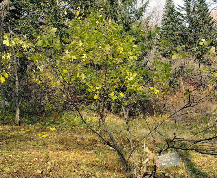 Image of Ptelea trifoliata specimen.