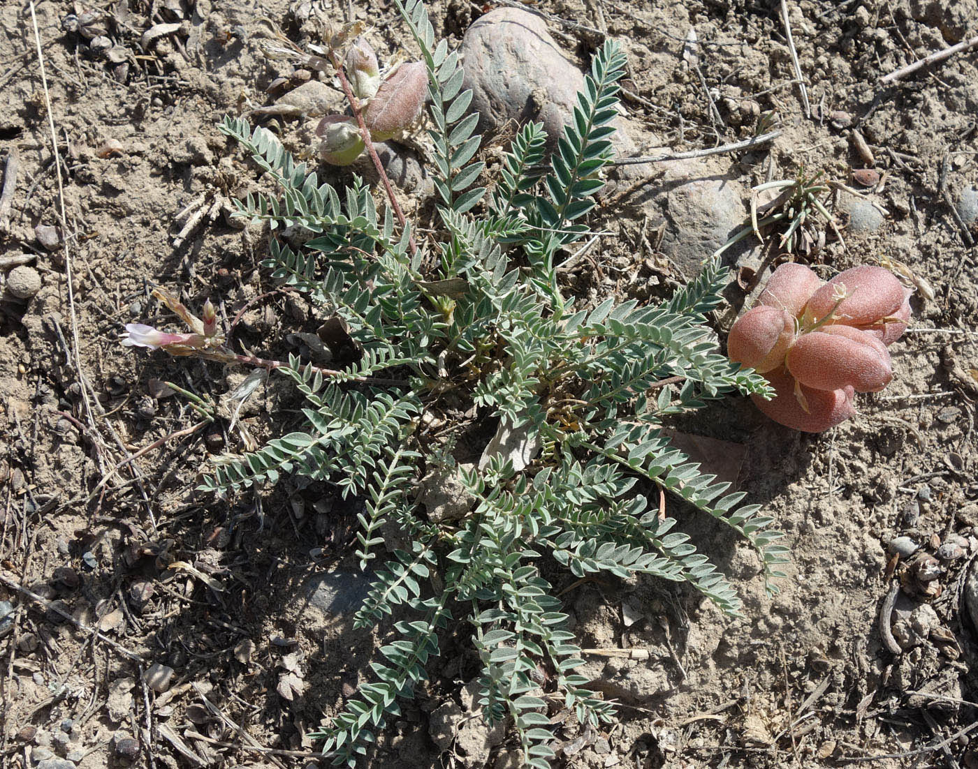 Изображение особи Astragalus skorniakowii.