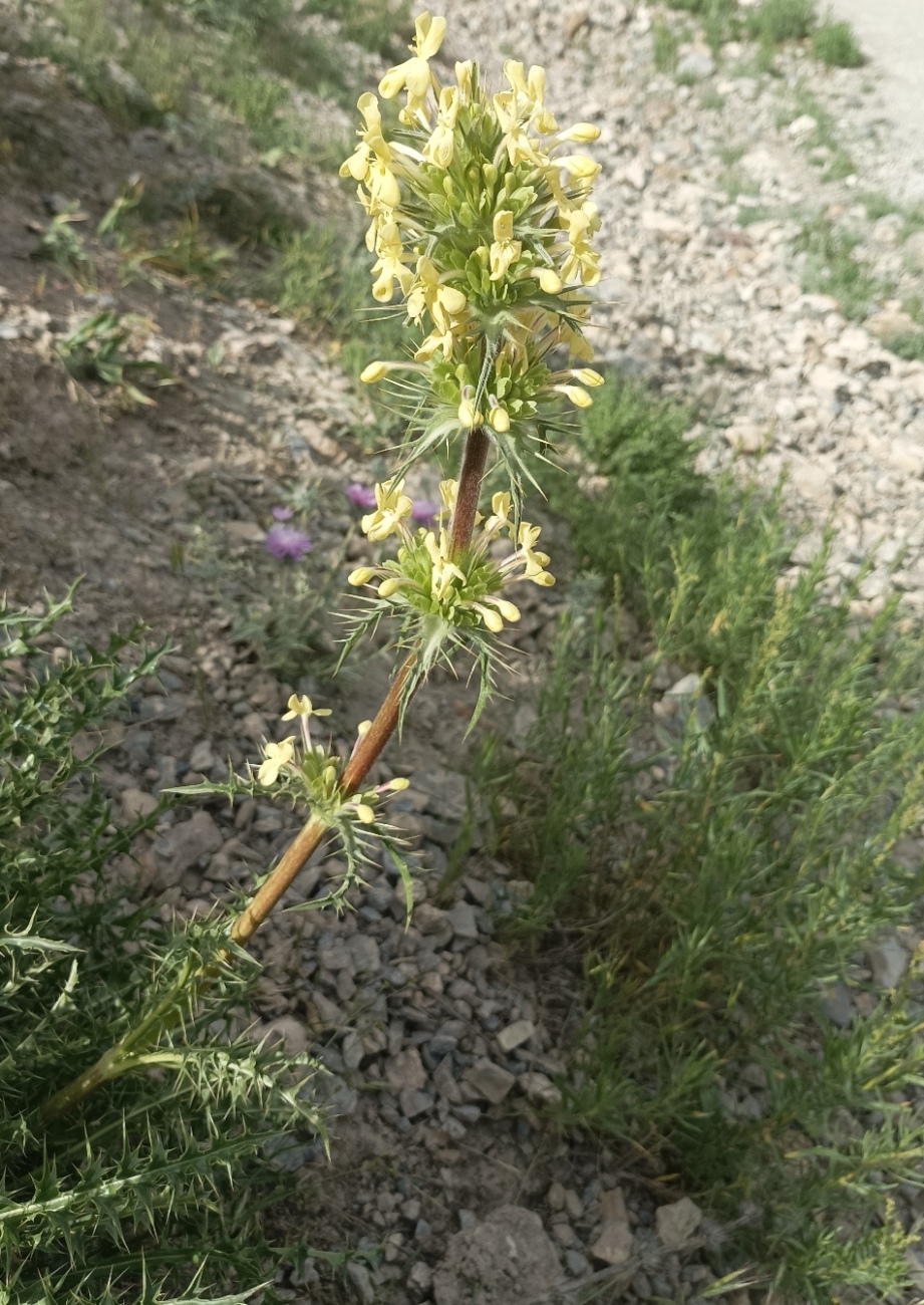 Image of Morina coulteriana specimen.