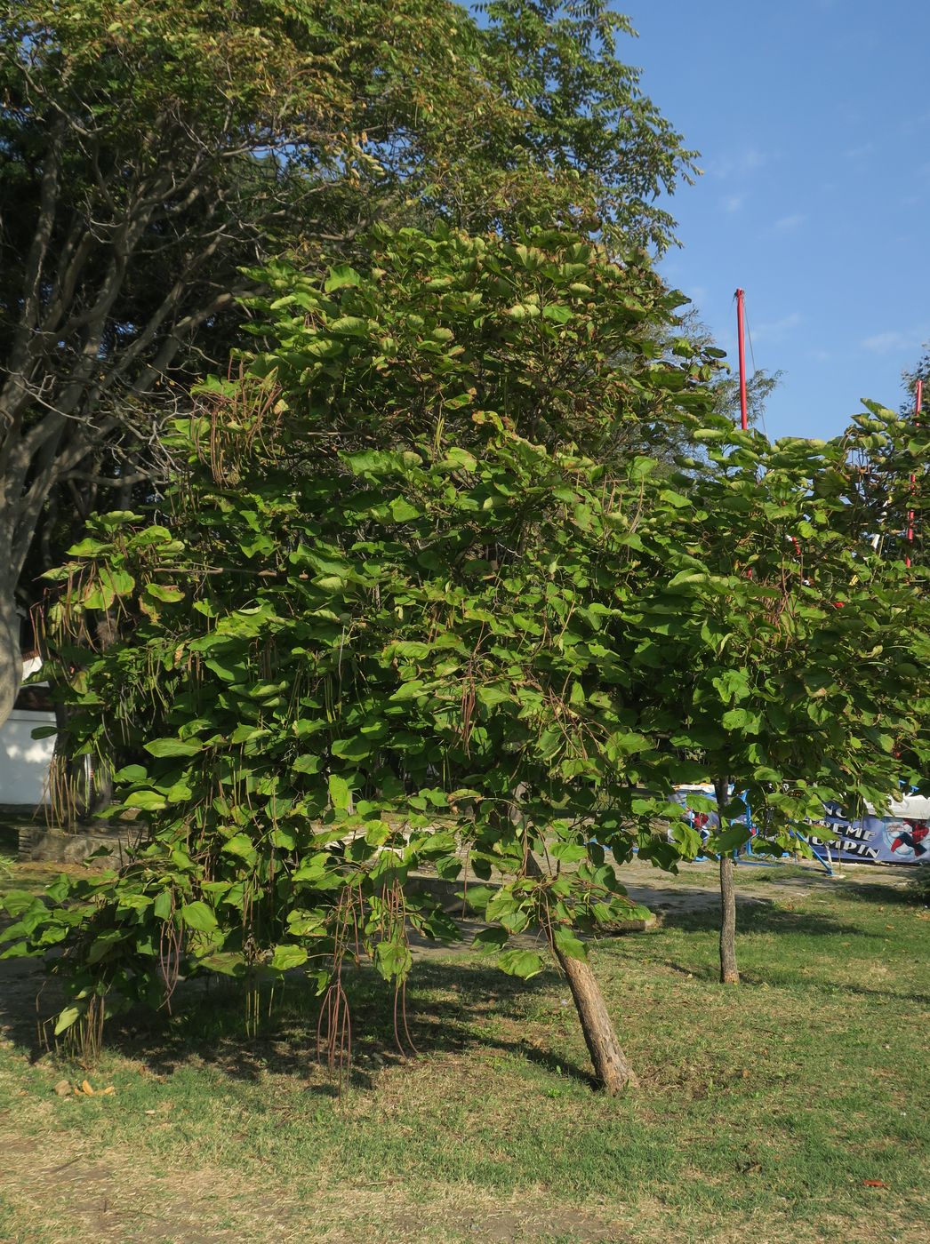 Image of Catalpa bignonioides specimen.