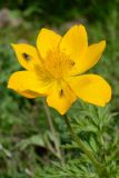 Pulsatilla aurea