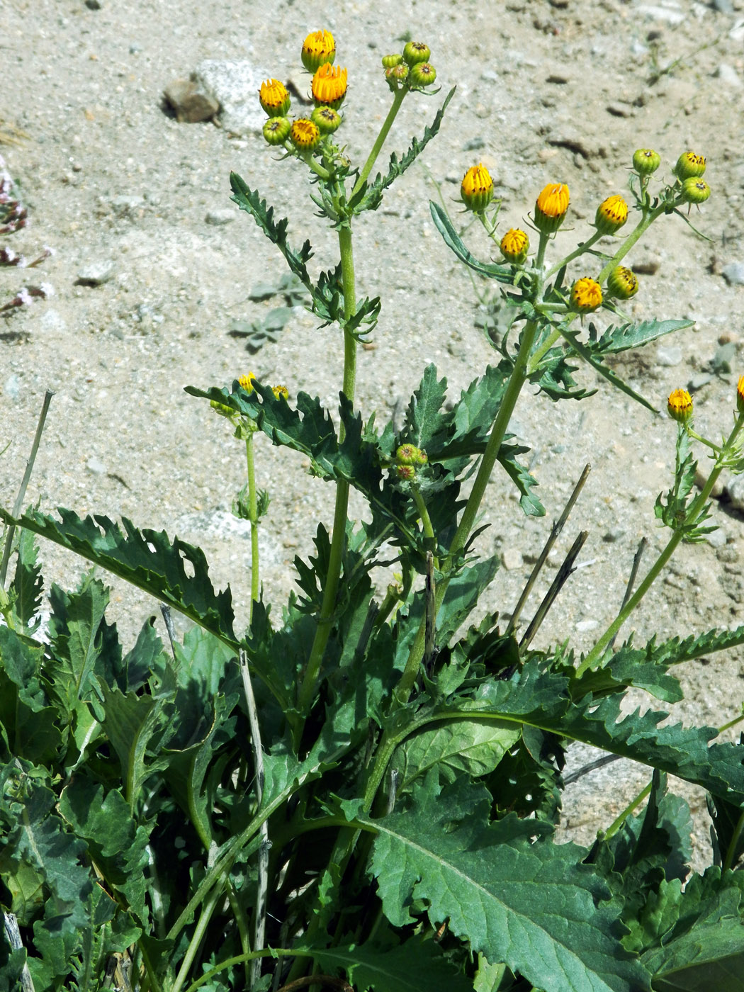 Image of Senecio korshinskyi specimen.