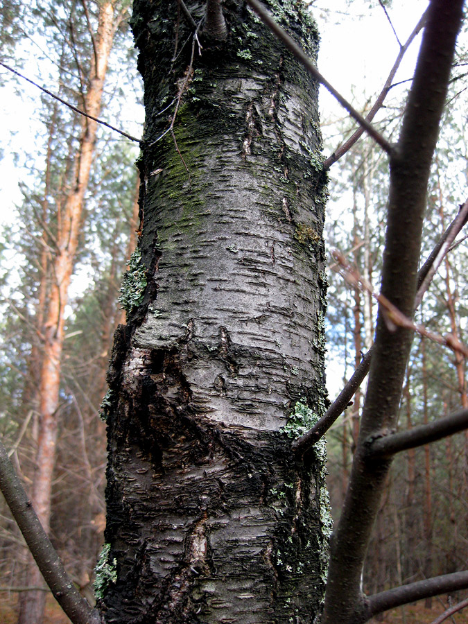 Image of Betula kotulae specimen.