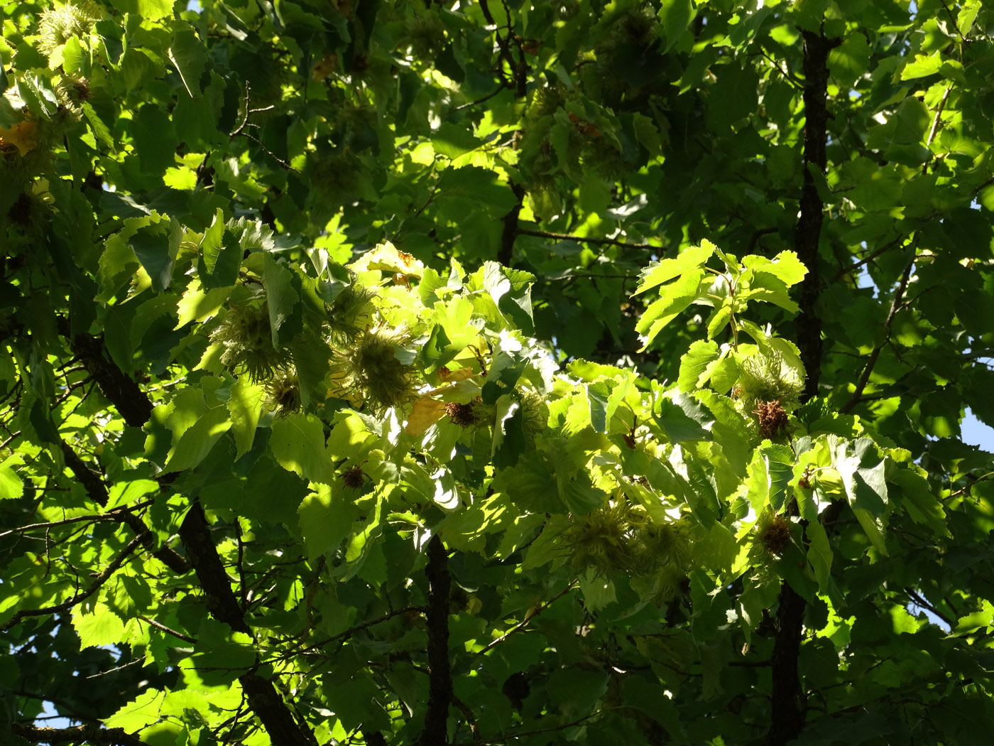 Image of Corylus colurna specimen.