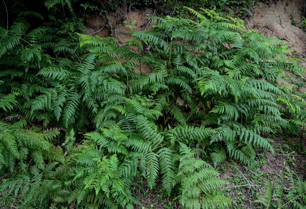 Image of Pteridium tauricum specimen.