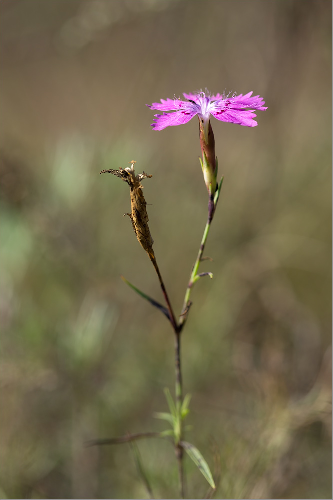 Изображение особи род Dianthus.