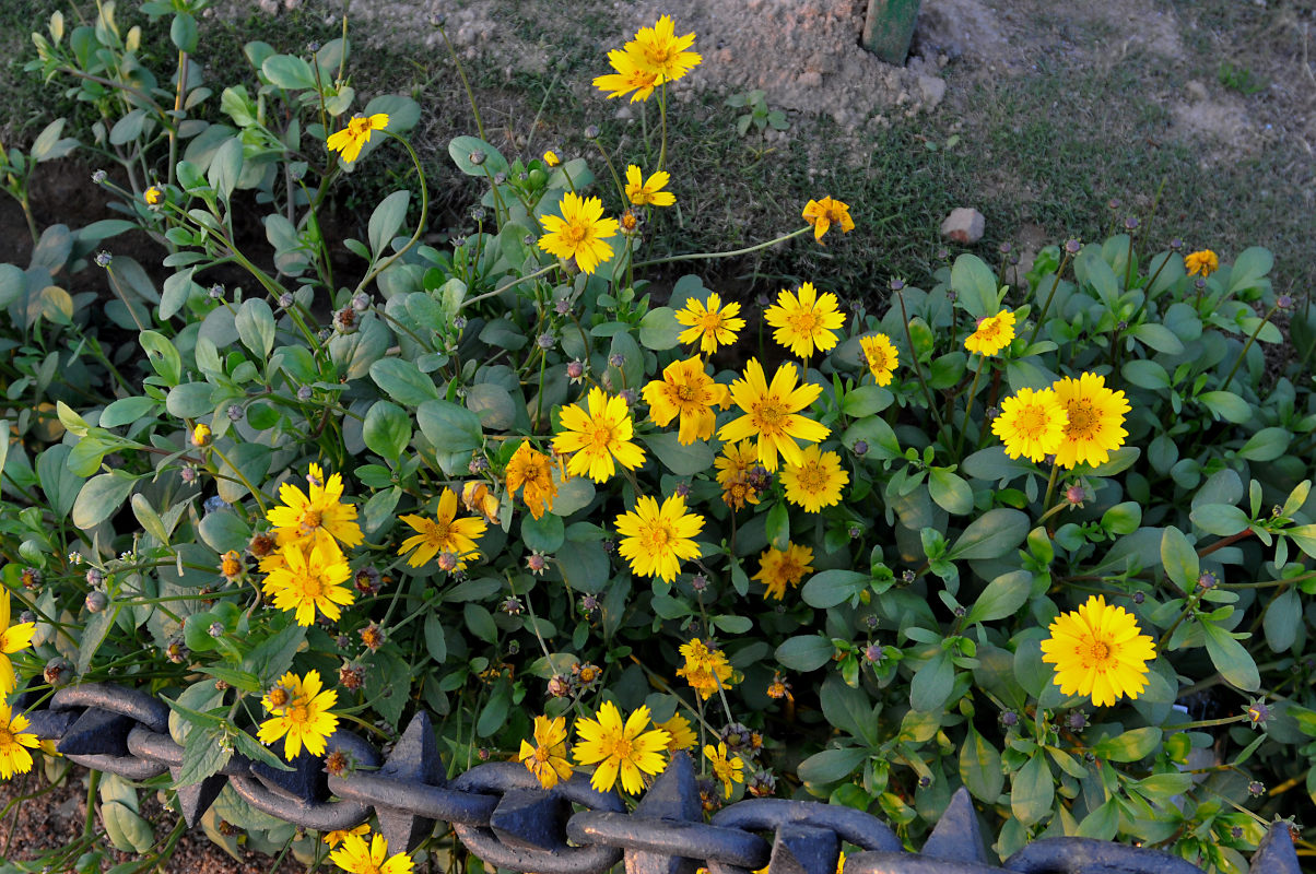 Image of Coreopsis auriculata specimen.