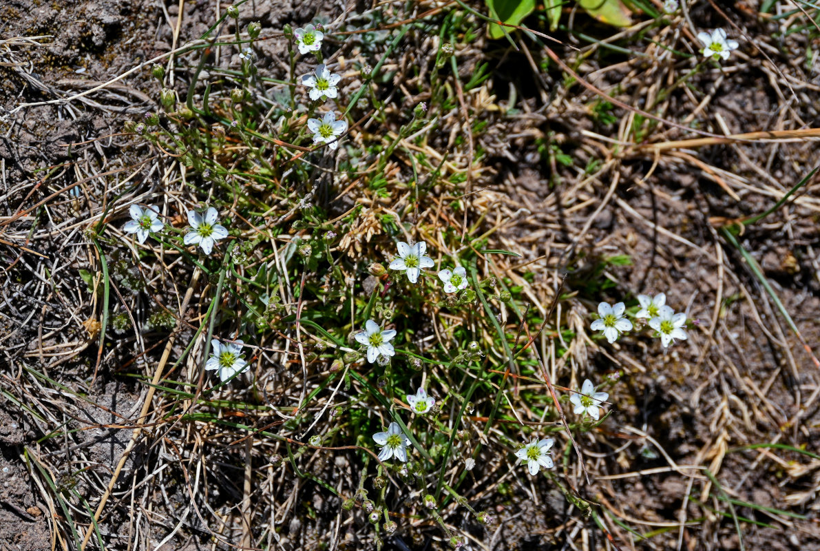 Image of Minuartia verna specimen.