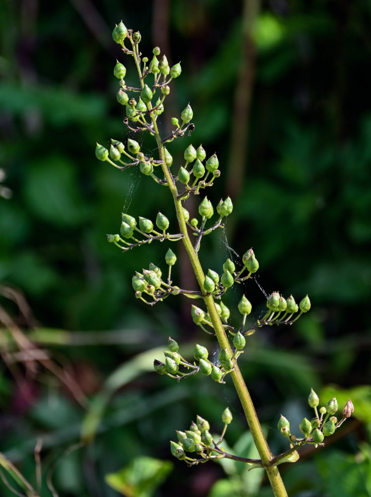 Изображение особи Scrophularia grayana.