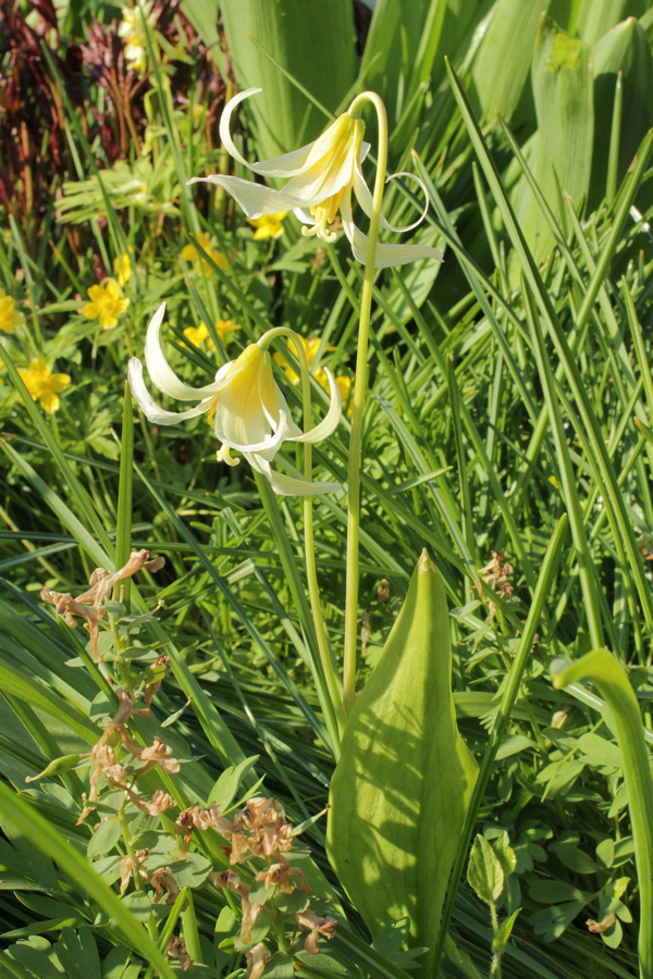 Изображение особи Erythronium oregonum.