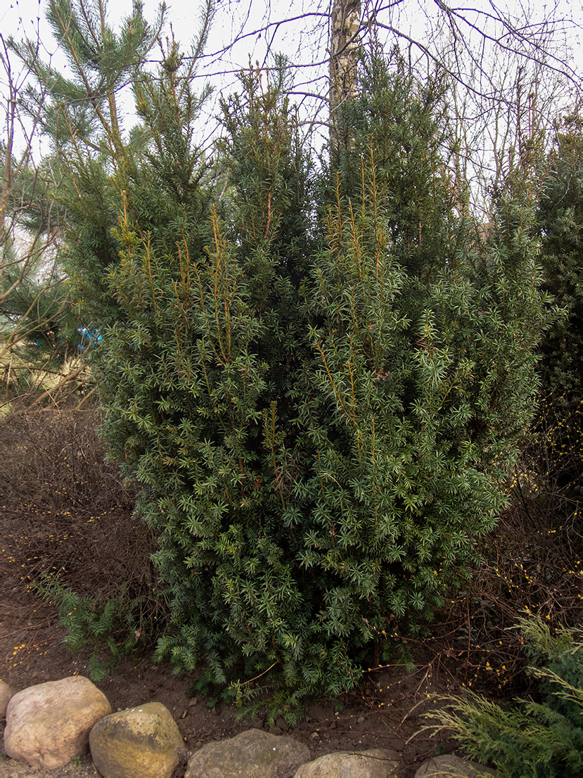 Image of genus Taxus specimen.