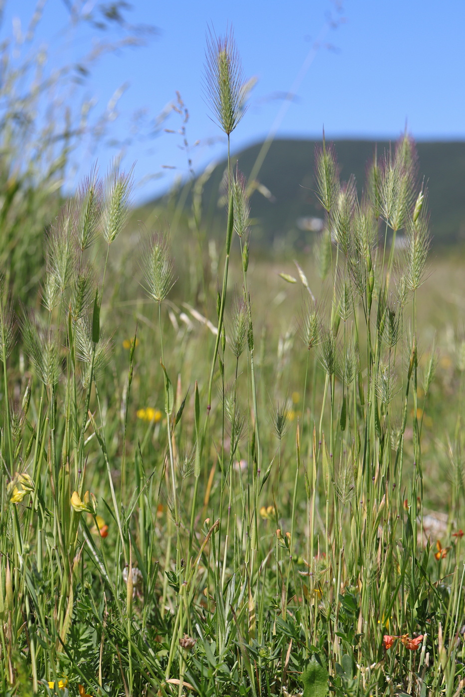 Изображение особи Hordeum geniculatum.