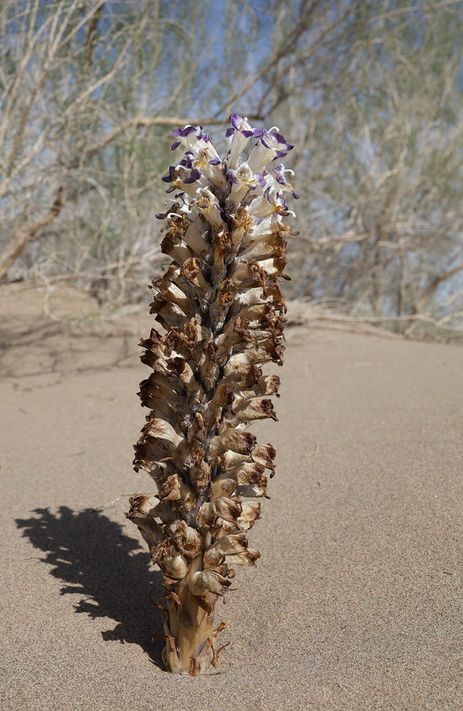 Image of Cistanche salsa specimen.