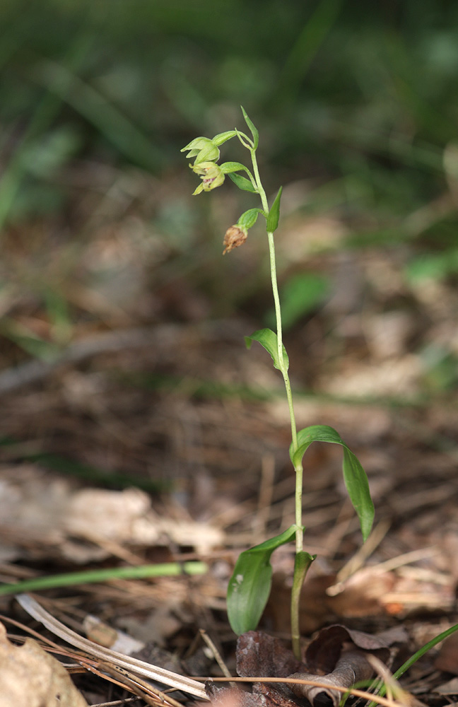 Image of Epipactis euxina specimen.