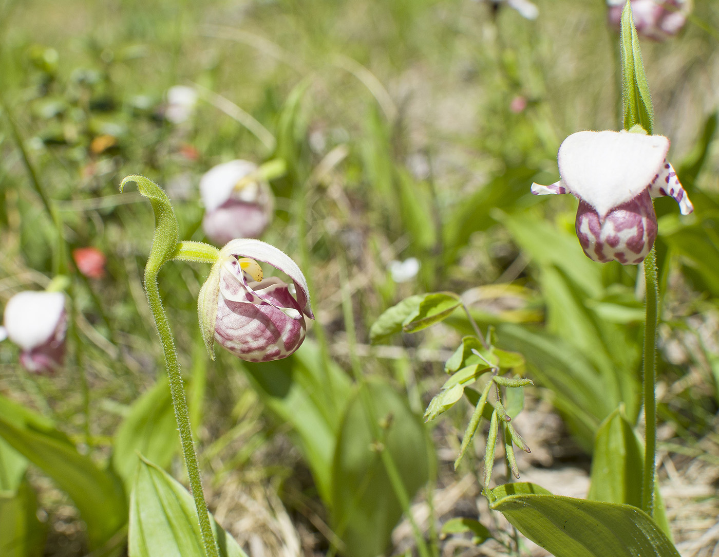 Image of Cypripedium guttatum specimen.