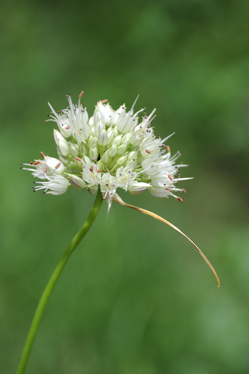 Image of Allium dshungaricum specimen.