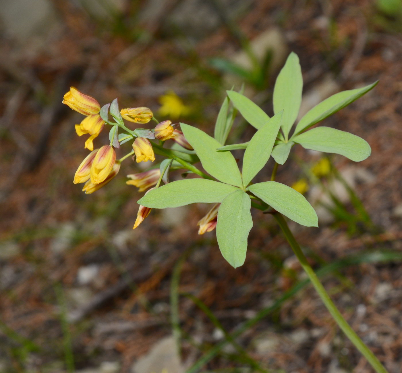 Изображение особи Gymnospermium alberti.