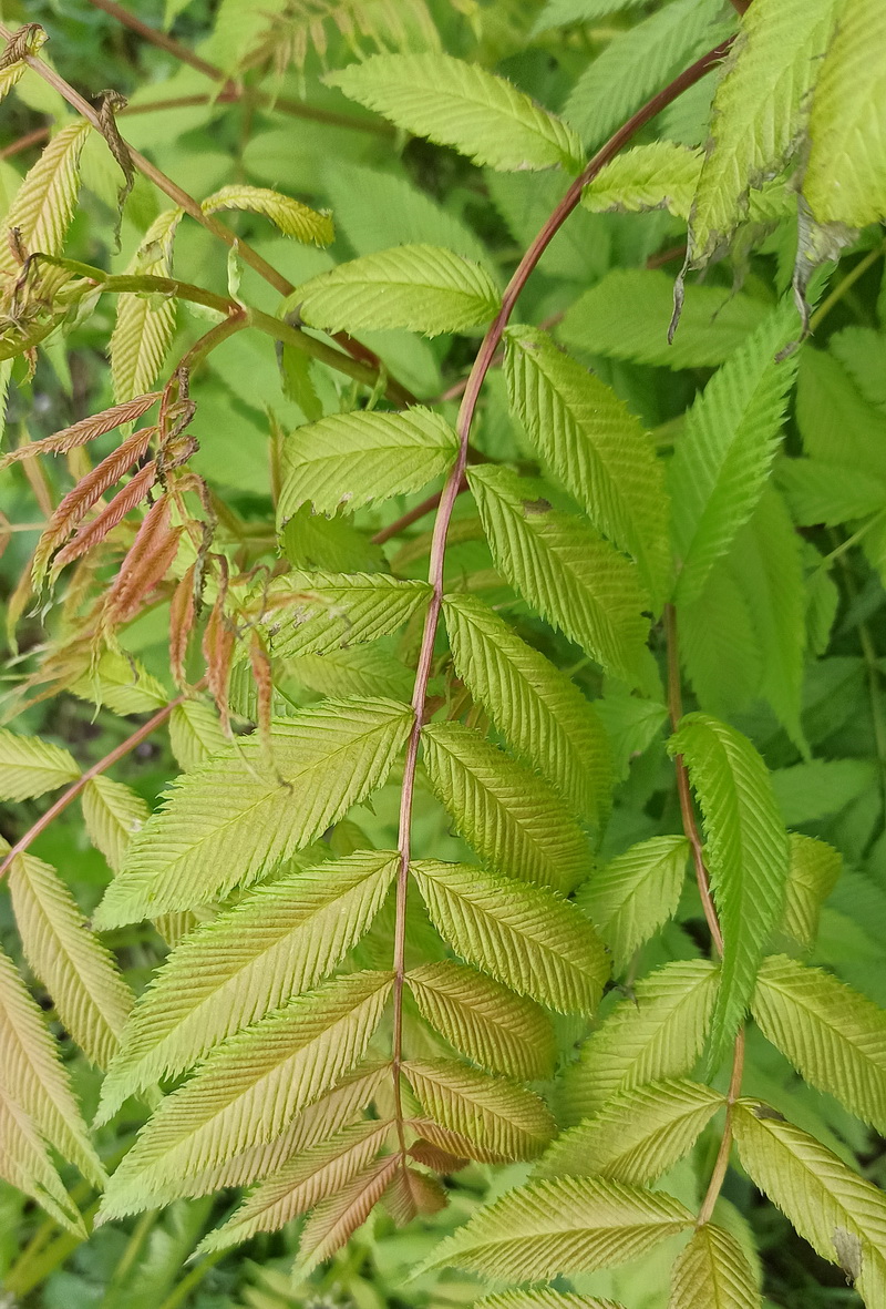 Image of Sorbaria sorbifolia specimen.