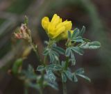 Medicago falcata. Цветок и листья. Тульская обл., Куркинский р-н, окр. степного урочища Горки, берег р. Дон, луг. 30 июля 2024 г.